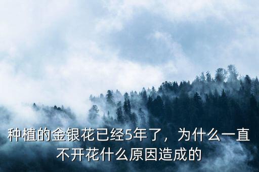 種植的金銀花已經(jīng)5年了，為什么一直不開花什么原因造成的