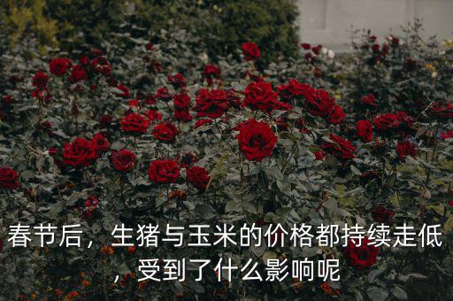 春節(jié)后，生豬與玉米的價(jià)格都持續(xù)走低，受到了什么影響呢
