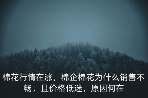 棉花行情在漲，棉企棉花為什么銷售不暢，且價格低迷，原因何在