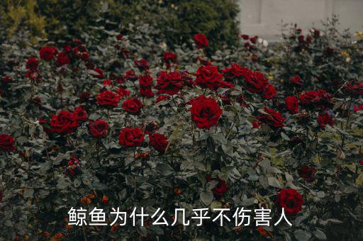 鯨魚(yú)為什么幾乎不傷害人