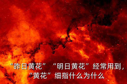 “昨日黃花”“明日黃花”經(jīng)常用到，“黃花”細指什么為什么