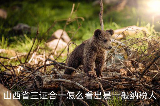 山西省如何查詢納稅人，為什么山西國稅發(fā)票無法查詢真?zhèn)?/></a></span><span id=