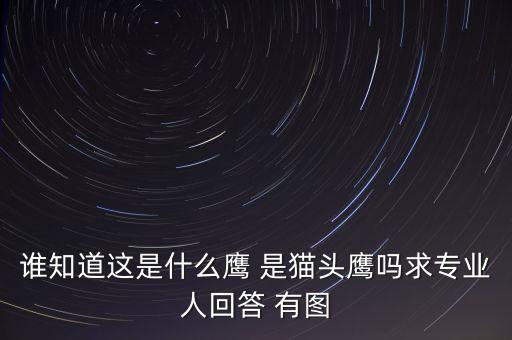 頭長(zhǎng)的像鷹是什么鴿子，有那種飛禽類(lèi)似鷹但又比鷹小專(zhuān)捕食鴿子