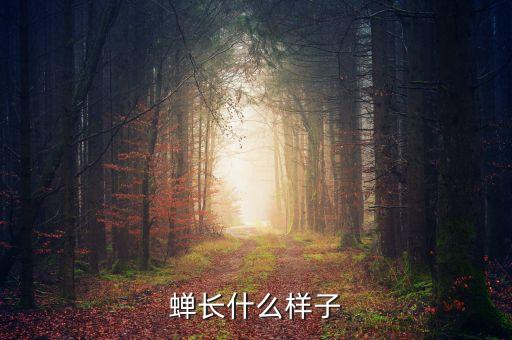 蟬長(zhǎng)什么樣子
